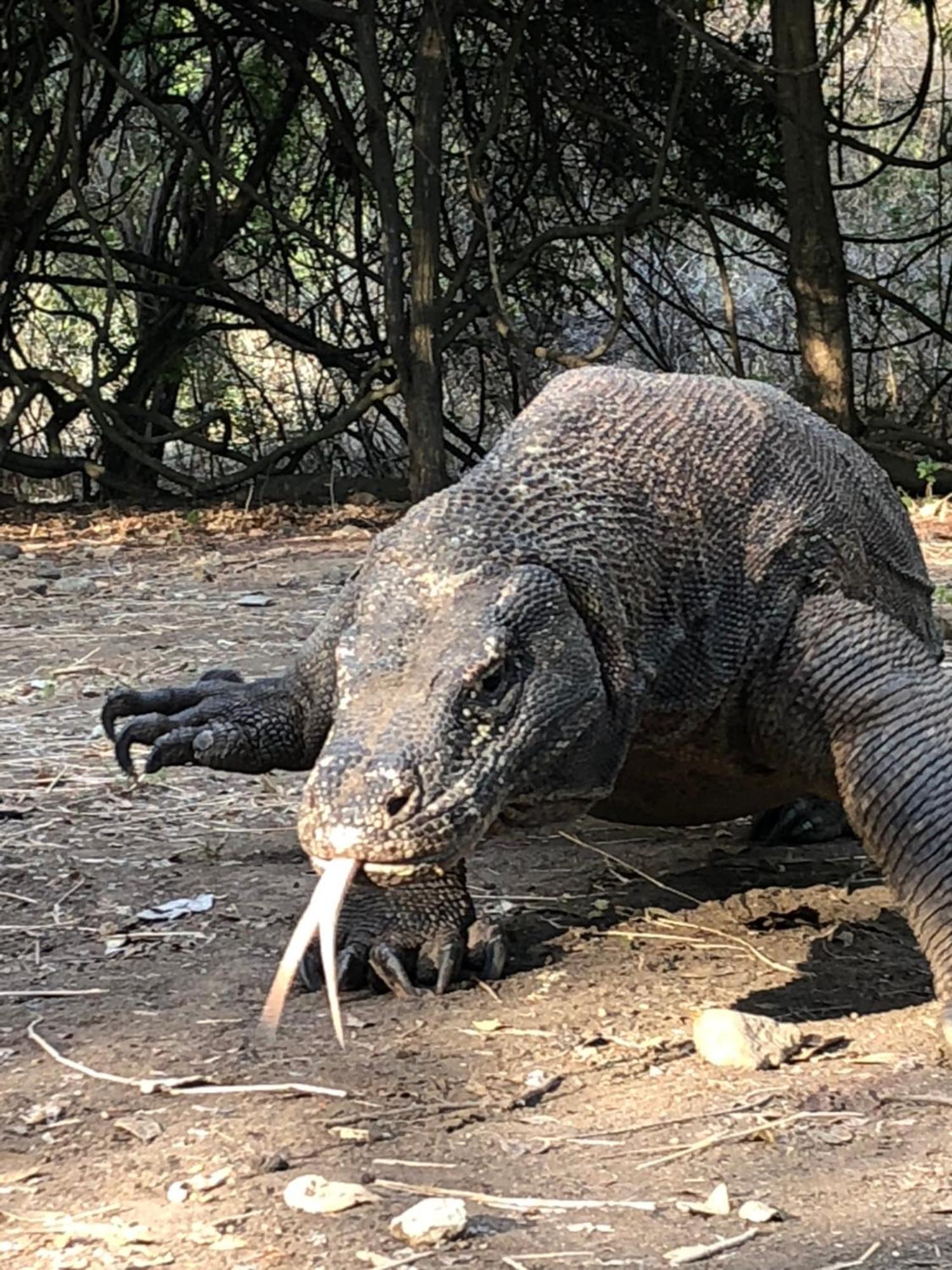 Dua Putri Komodo Homestay Ngoại thất bức ảnh