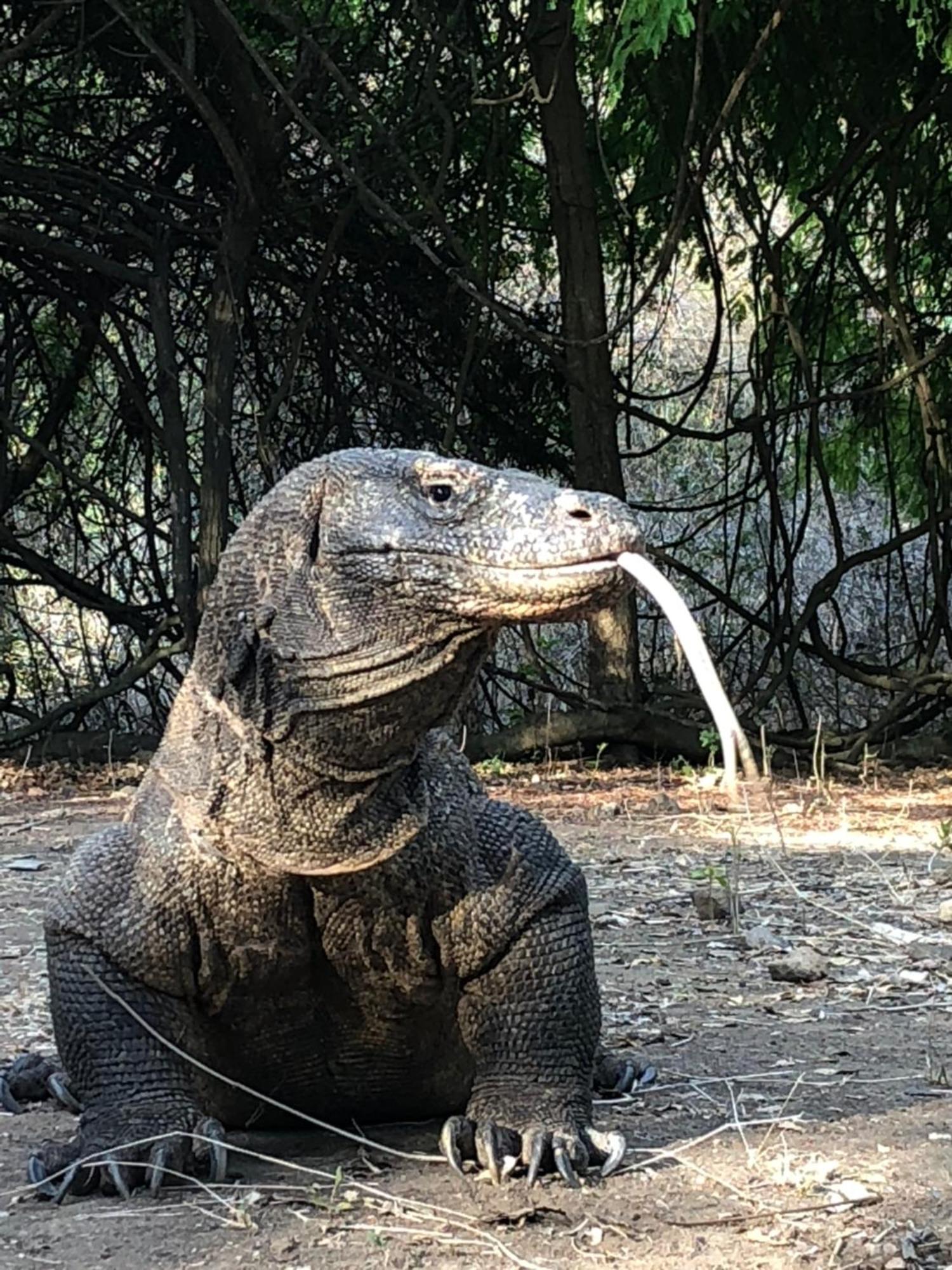 Dua Putri Komodo Homestay Ngoại thất bức ảnh