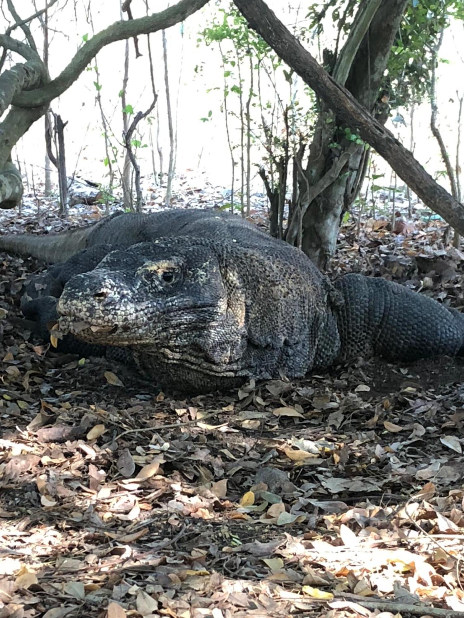 Dua Putri Komodo Homestay Ngoại thất bức ảnh