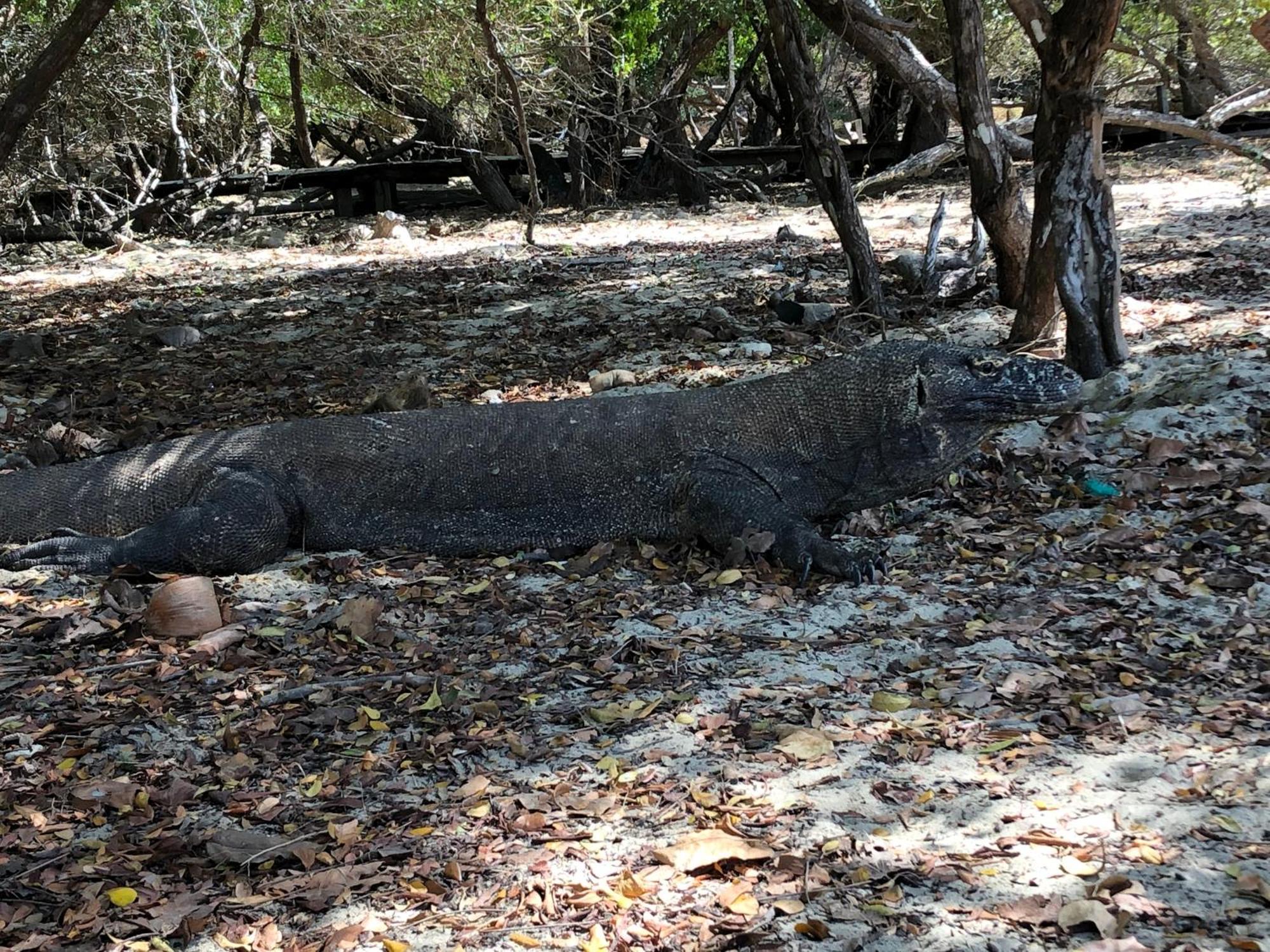 Dua Putri Komodo Homestay Ngoại thất bức ảnh