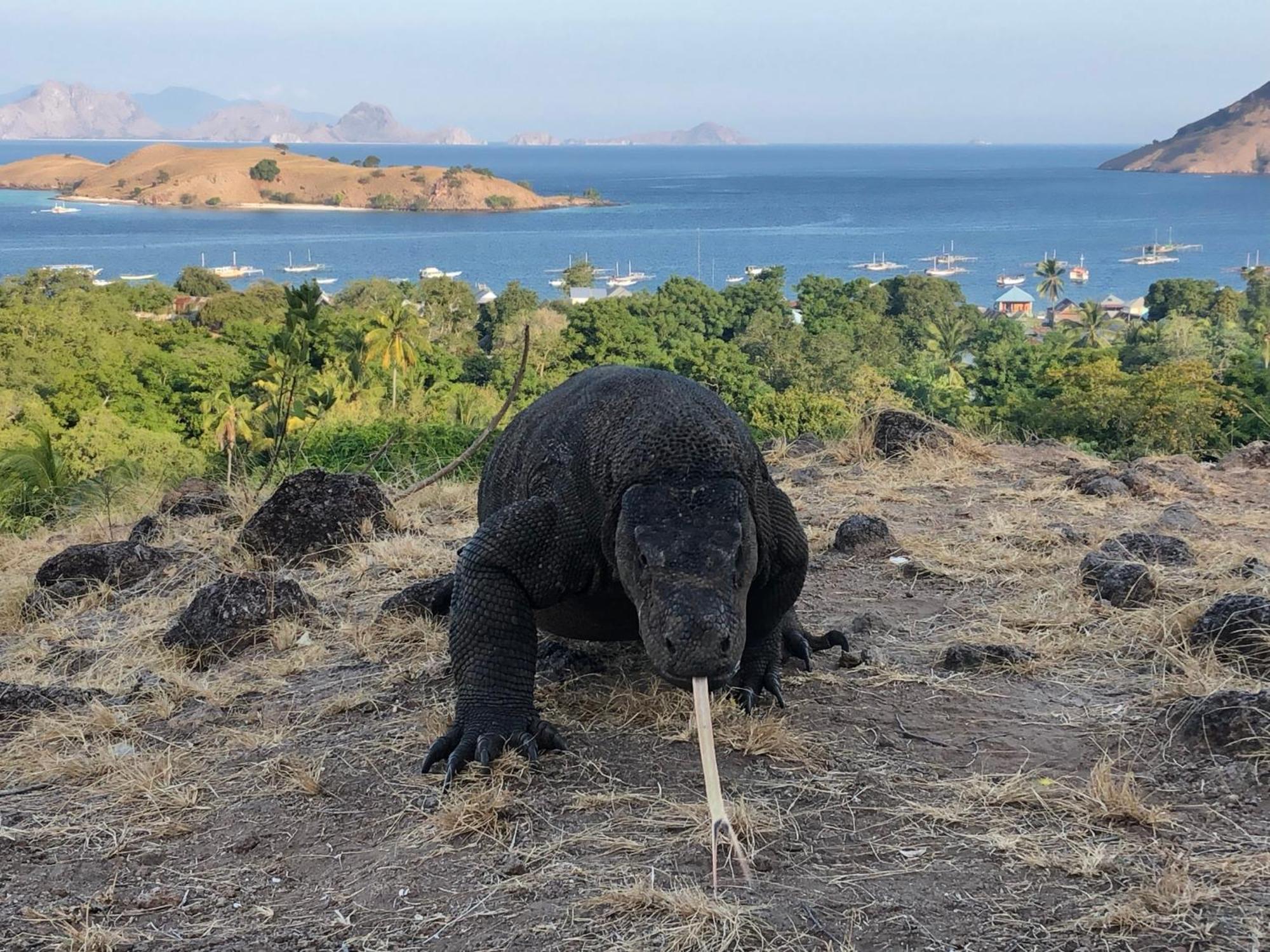 Dua Putri Komodo Homestay Ngoại thất bức ảnh